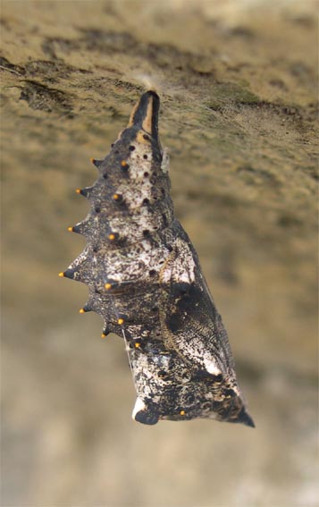Crisalide